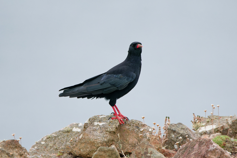 Photo of Chough